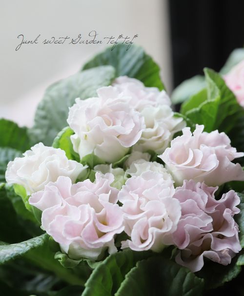 �ץ��顦����ե른��ꥢ�󡡡إԡ�����������