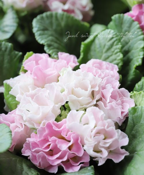 �ץ��顦����ե른��ꥢ�󡡡إԡ�����������