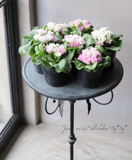 �ץ��顦����ե른��ꥢ�󡡡إԡ�����������