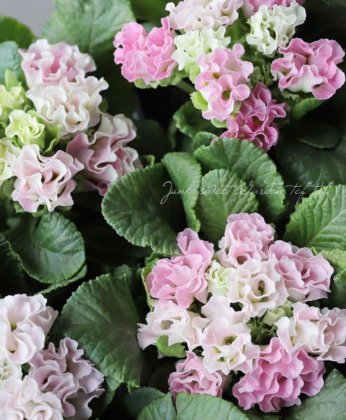 �ץ��顦����ե른��ꥢ�󡡡إԡ�����������