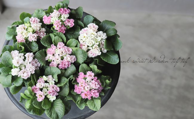 �ץ��顦����ե른��ꥢ�󡡡إԡ�����������