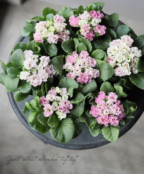 �ץ��顦����ե른��ꥢ�󡡡إԡ�����������