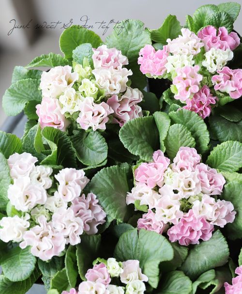 �ץ��顦����ե른��ꥢ�󡡡إԡ�����������