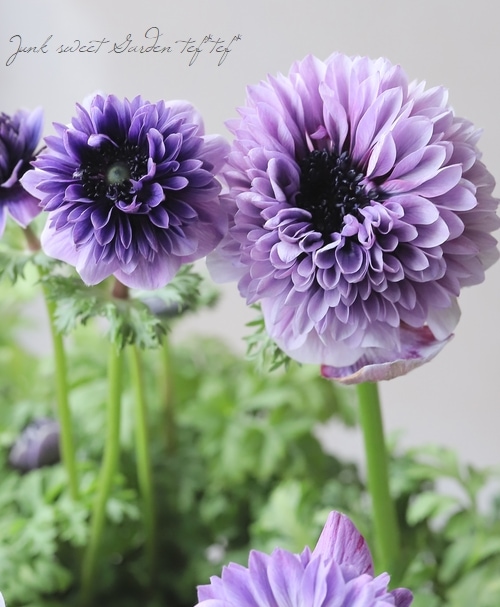 ムラサキの魅惑なアネモネ 2年物！PREMIUM】 八重咲きアネモネ 『アンアリス』 【ブルー系