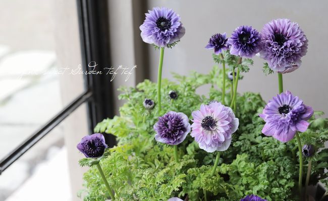 2年物！PREMIUM】 八重咲きアネモネ 『アンアリス』 【ブルー系