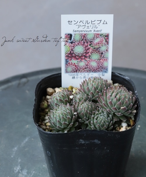 多肉植物】センペルビウム 『アヴェリル』 | Leaf Species,多肉 多肉植物】センペルビウム 『アヴェリル』 | Leaf Species,多肉