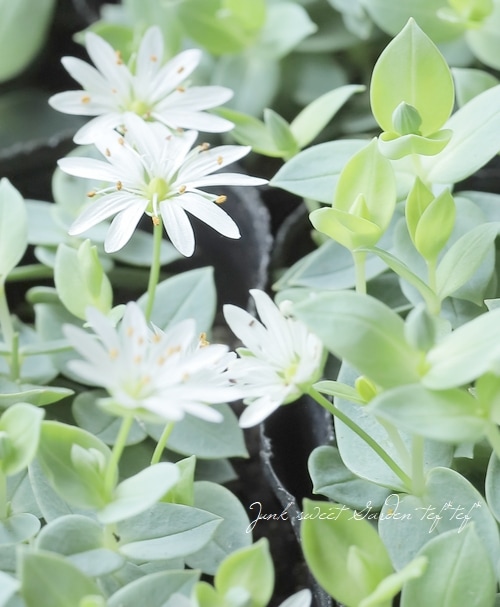 スクテラリア・ルスキフォリア 『色丹繁縷 -シコタンハコベ