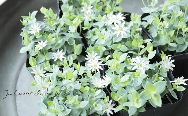 スクテラリア・ルスキフォリア 『色丹繁縷 -シコタンハコベ