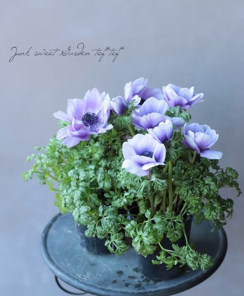 アネモネ・ポルト アネモネ ポルト ダブル ブルー｜種（タネ）,球根,苗,資材