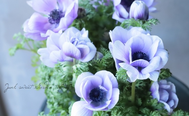 アネモネ・ポルト アネモネ ポルト 4種セット｜種（タネ）,球根,苗,資材,ガーデニング