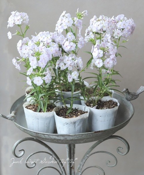 フロックス 『ブルーフレーム』 | すべての商品 | | Junk sweet Garden