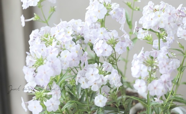 フロックス 『ブルーフレーム』 | すべての商品 | | Junk sweet Garden