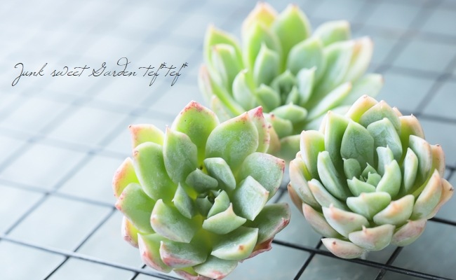 多肉植物】 『ブラッドブリアナ』 エケベリア属☆ | すべての商品