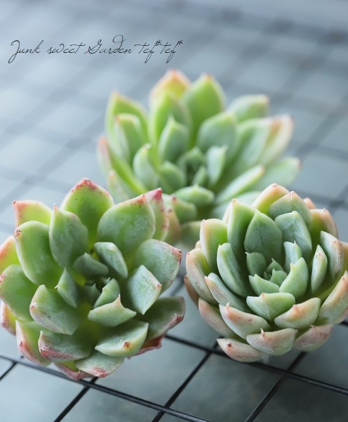 多肉植物】 『ブラッドブリアナ』 エケベリア属☆ | すべての商品