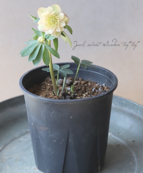 ������Ƿ�ᡦ���ꥹ�ޥ������� �إ������������åץ��Fairies Dreams�ˡ� 2025 ��No.75��