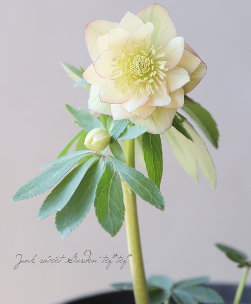 ������Ƿ�ᡦ���ꥹ�ޥ������� �إ������������åץ��Fairies Dreams�ˡ� 2025 ��No.75��