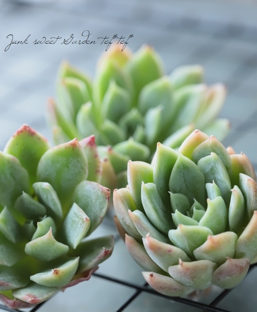 多肉植物】 『ブラッドブリアナ』 エケベリア属☆ | すべての商品