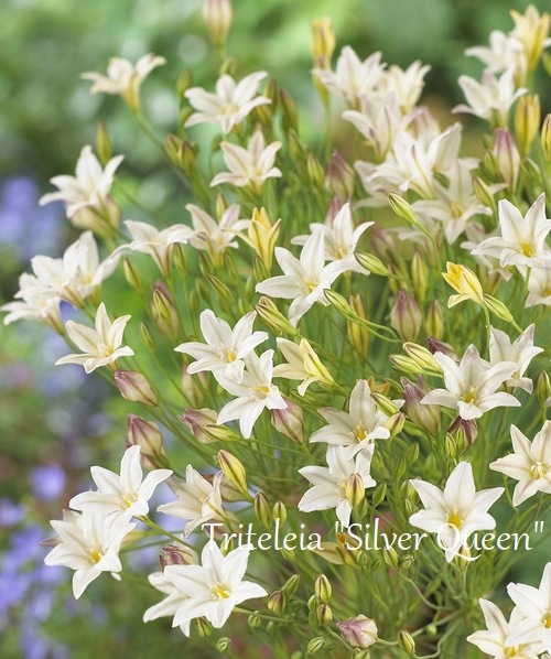 �ڵ庬�� �ȥ�ƥ쥤�����إ���С����������