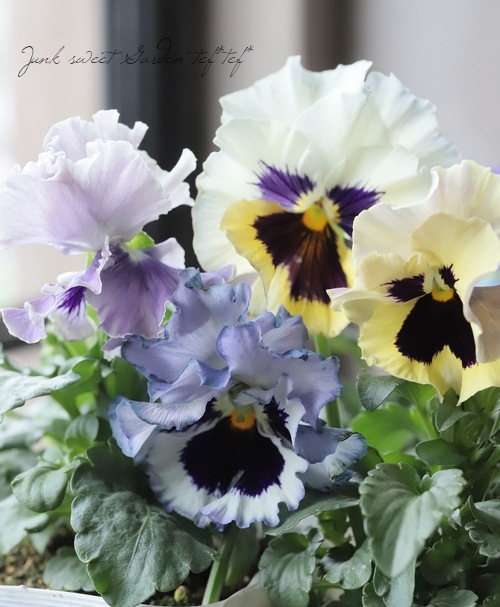 ѥ󥸡 ࡼե롡إȥꥳ롼塦ۥ磻ȡ١٤롪ǥ֥ե顼