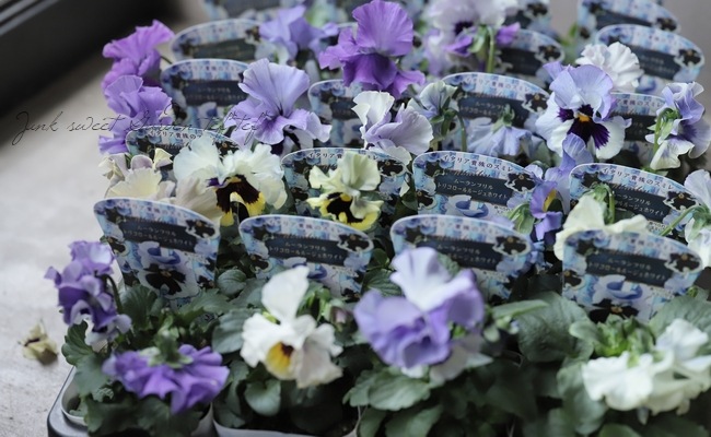 ѥ󥸡 ࡼե롡إȥꥳ롼塦ۥ磻ȡ١٤롪ǥ֥ե顼