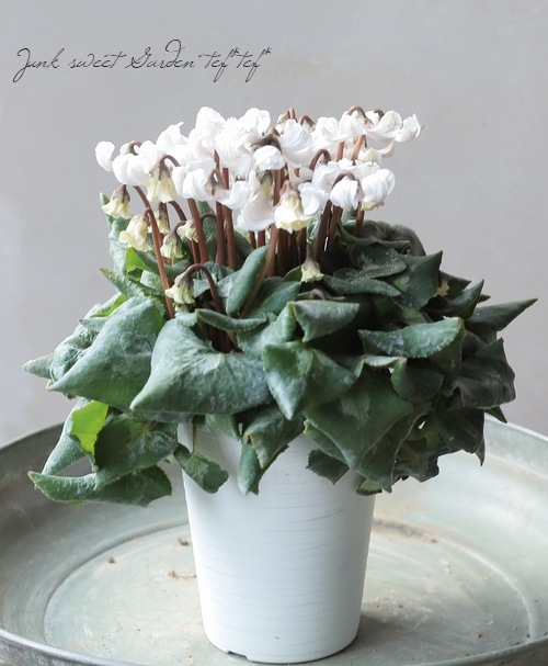 シクラメン 『天使のはね』 2025.No.A | すべての商品 | | Junk sweet