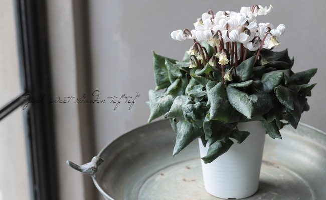 シクラメン 『天使のはね』 2025.No.A | すべての商品 | | Junk sweet