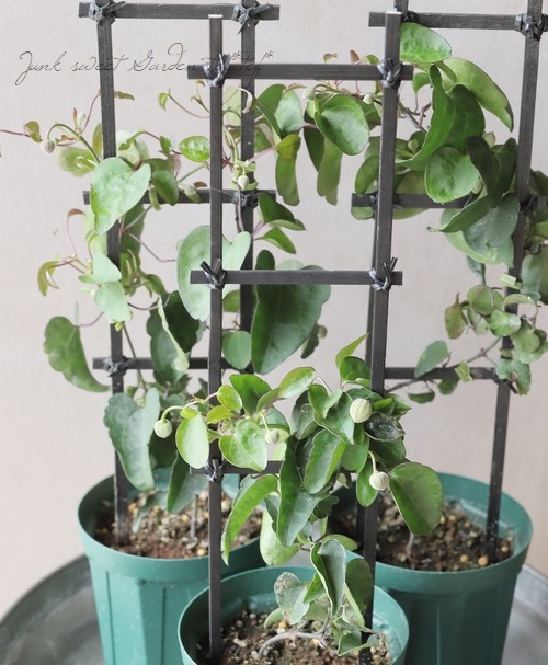 フラミュラ系クレマチス苗鉢植え フラミュラ系クレマチス苗鉢植え