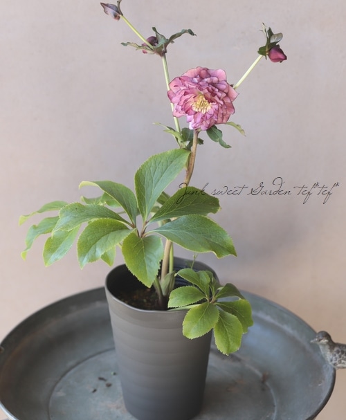 下原園芸・クリスマスローズ 『超多弁ダブル』 2026【No.20】 | すべて