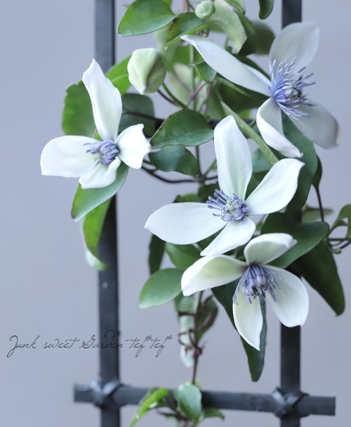 フラミュラ系 クレマチス 苗鉢植え フラミュラ系クレマチス苗鉢植え