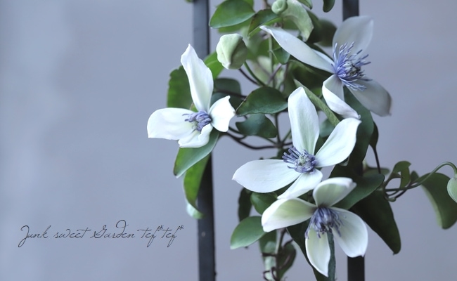 希少！クレマチス・フラミュラ系 『アコウエンシス』 | すべての