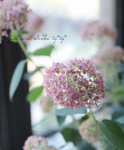 紫陽花アナベル 『ピンクアナベル』 | すべての商品 | | Junk sweet
