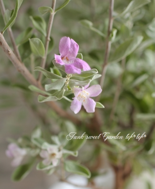 レウコフィルム・フルテッセンス』 シルバーリーフの庭木 | すべての