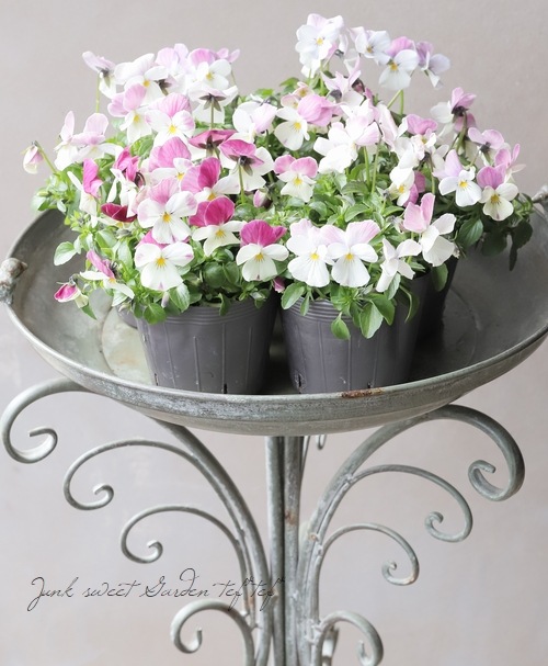 ☆みもとビオラ 『春るるる』 | すべての商品 | | Junk sweet Garden