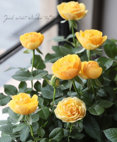 ミニバラ インフィニティ 『ゴールド』 | すべての商品 | | Junk sweet