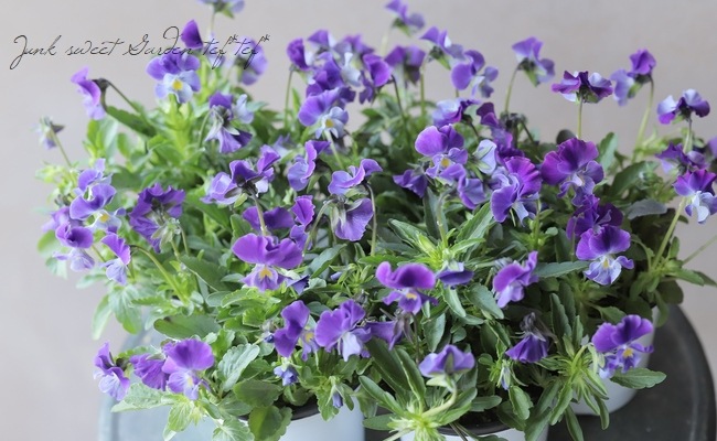 ◇ぞうさんビオラ 『ブルー系』 | すべての商品 | | Junk sweet Garden