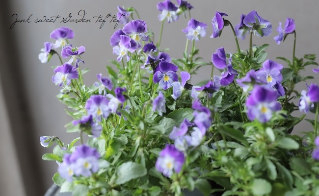 ◇ぞうさんビオラ 『ブルー系』 | すべての商品 | | Junk sweet Garden