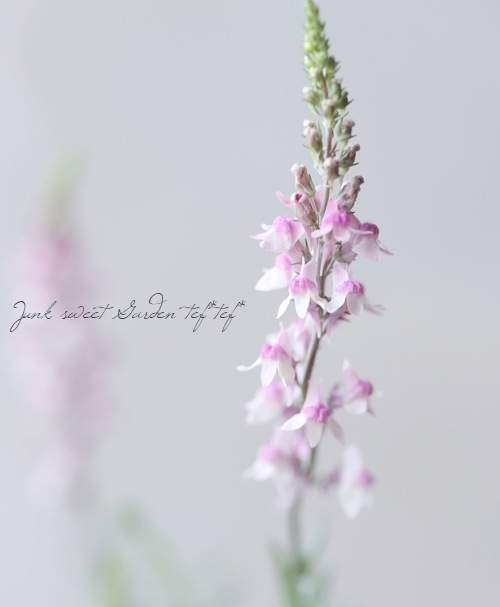 宿根リナリア・姫金魚草 『ピンクキッス』 | すべての商品 | | Junk