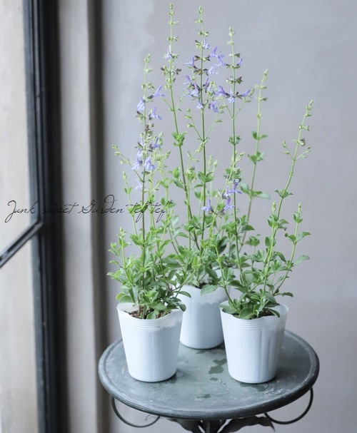 宿根サルビア 『アフリカンスカイ』 チェリーセージ | すべての商品