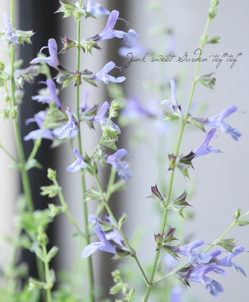 宿根サルビア 『アフリカンスカイ』 チェリーセージ | すべての商品