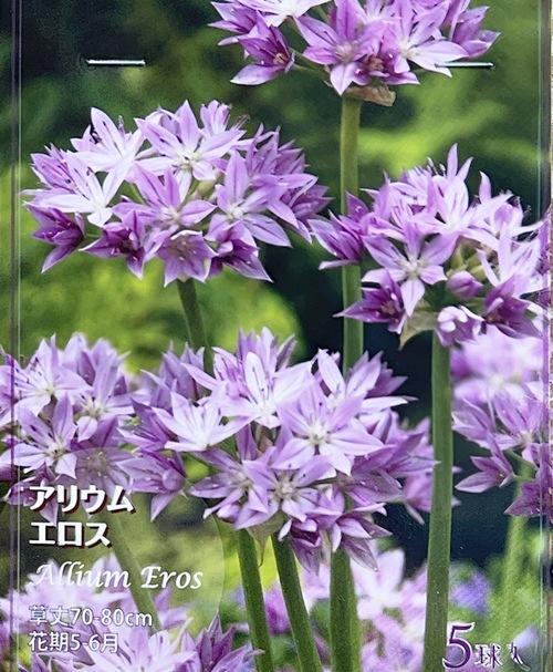 ڵ庬 ꥦ إ  4忢ߺѤߥݥå