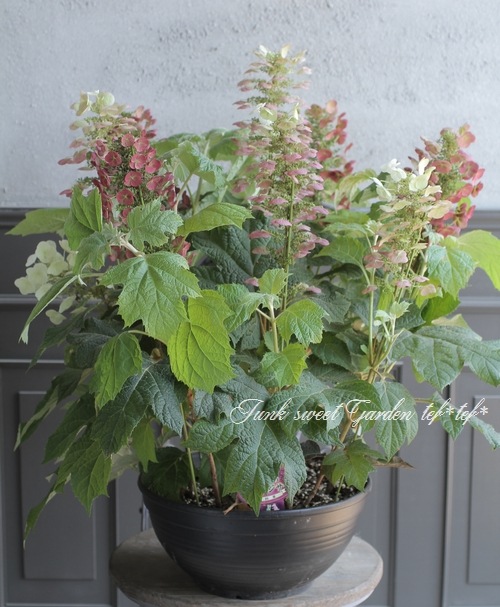 秋色カシワバアジサイ スノークイーン Flower Species アジサイ Junk Sweet Garden Tef Tef 秋色カシワバアジサイ スノークイーン Flower Species アジサイ Junk Sweet Garden Tef Tef