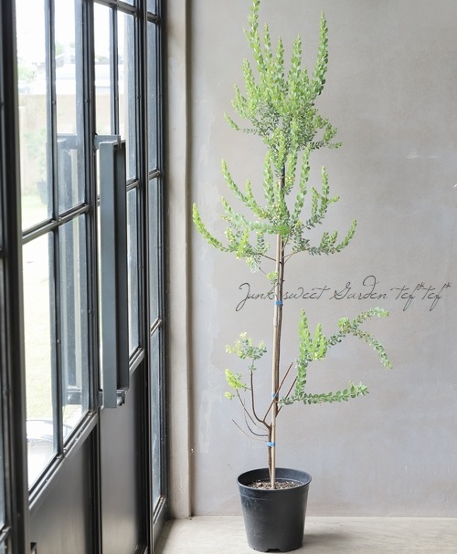 四季咲き性アカシア 『ウィーピングワトル』 パールアカシアの