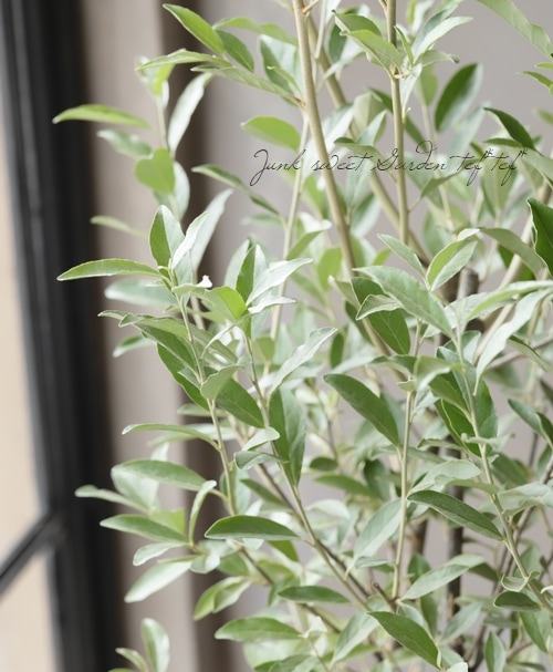 シルバーリーフのグミの木 ロシアンオリーブ Leaf Species オリーブ Junk Sweet Garden Tef Tef シルバーリーフのグミの木 ロシアンオリーブ Leaf Species オリーブ Junk Sweet Garden Tef Tef