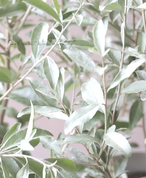 シルバーリーフのグミの木 『ロシアンオリーブ』 | Leaf Species