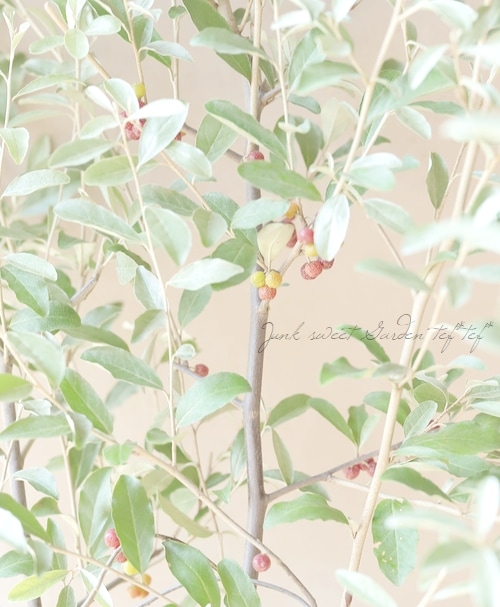 ❈ ロシアンオリーブ フレッシュ ❈ 枝もの図鑑｜夏】ロシアンオリーブ