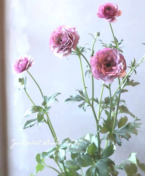 �ڰ���ݤ������ ��ʥ󥭥�饹����å������꡼�����إƥ����С١�