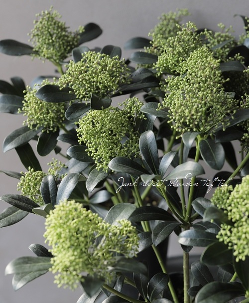 耐寒性常緑低木 スキミア 『ルベラ』 ホワイト | すべての商品