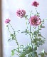 �ڰ���ݤ������ ��ʥ󥭥�饹����å������꡼�����إƥ����С١�
