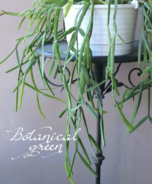 �ڴ��տ�ʪ�ۥ�ץ��ꥹ No.��