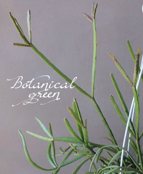 �ڴ��տ�ʪ�ۥ�ץ��ꥹ No.��